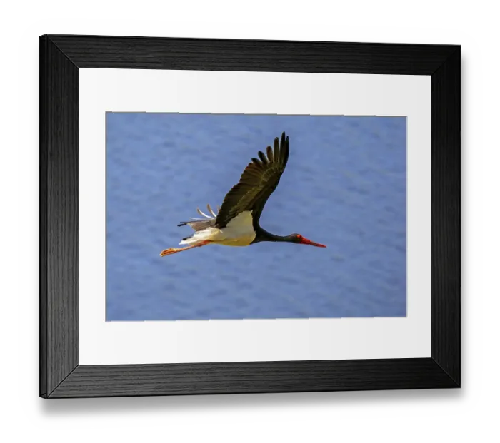 Framed Print : Migrating black stork (Ciconia nigra) flying Framed Print : Migrating black stork (Ciconia nigra) flying