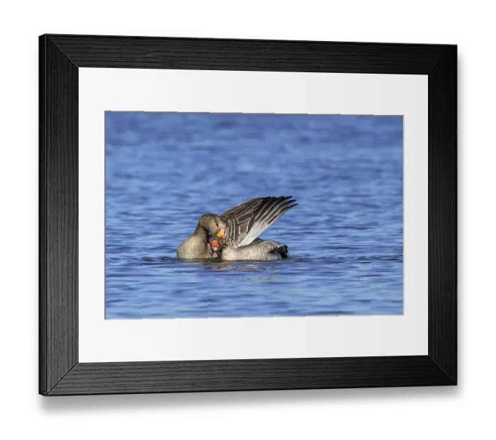 Framed Print : Greylag geese, graylag goose (Anser anser)