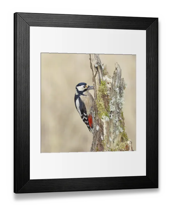 Framed Print : Great spotted woodpecker (Dendrocopos major)