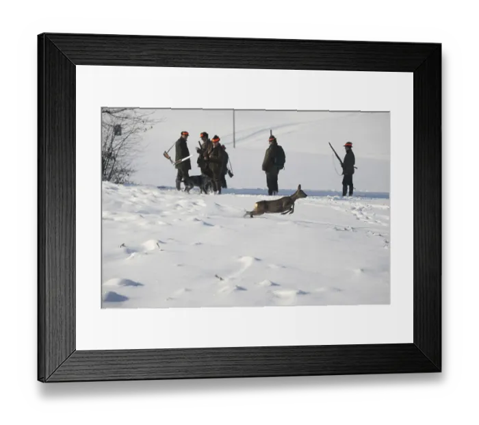 Framed Print : European roe deer (Lepus europaeus) Lower Austria
