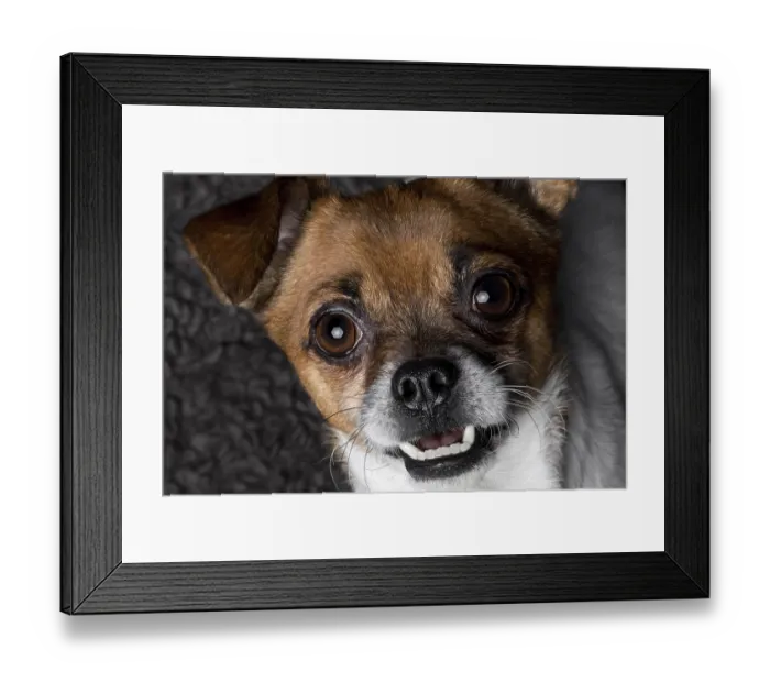 Framed Print : Closeup portrait crossbreed dog pekingese pinscher Framed Print : Closeup portrait crossbreed dog pekingese pinscher