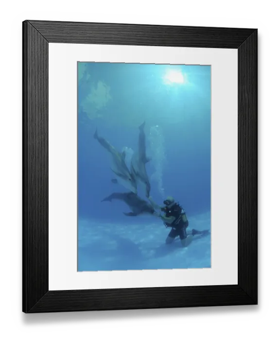 Framed Print : Scuba diver and Bottlenose Dolphins (Tursiops truncatus)