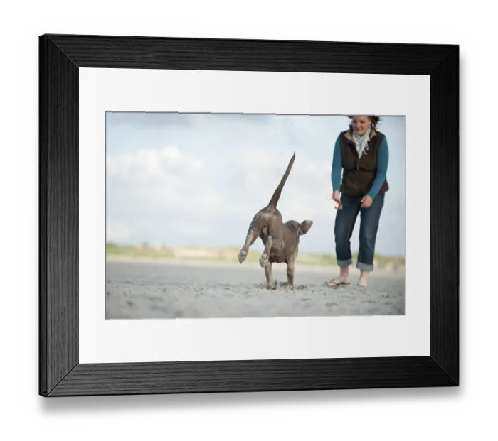 Framed Print : Woman playing with a Weimaraner on a beach Framed Print : Woman playing with a Weimaraner on a beach