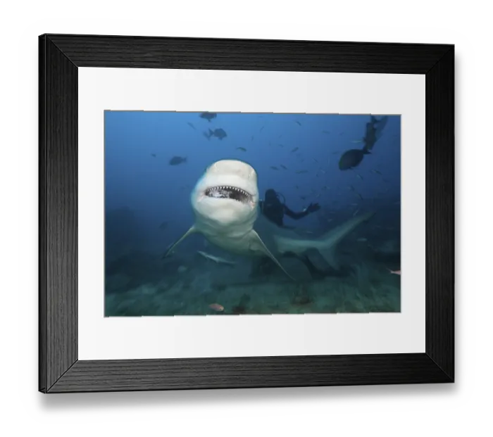 Framed Print : Bull shark, Carcharhinus leucas Framed Print : Bull shark, Carcharhinus leucas