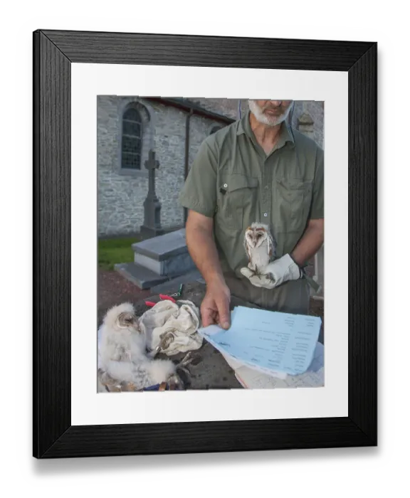 Framed Print : Barn owl, bird ringing, chick (Tito alba)