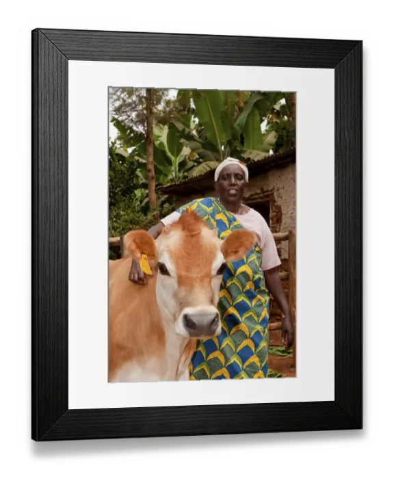 Framed Print : Lady with Jersey cow given to her by the charity Rwanda Framed Print : Lady with Jersey cow given to her by the charity Rwanda