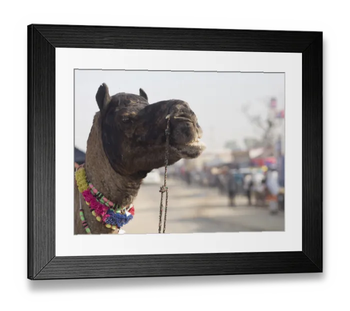 Framed Print : Dromedary (Camelus dromedarius)