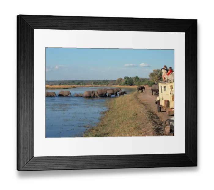 Framed Print : African elephants (Loxodonta africana) and tourists in safari buses