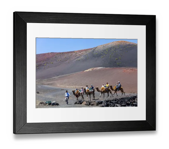 Framed Print : Dromedary camels Framed Print : Dromedary camels