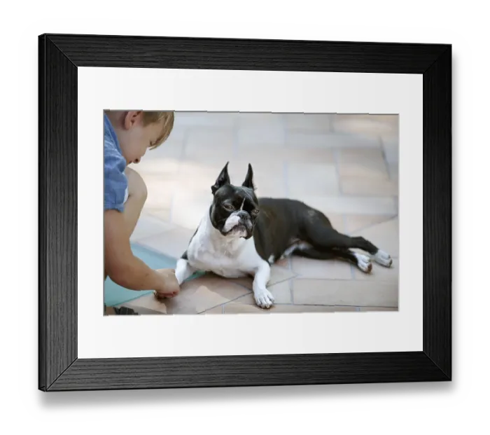 Framed Print : Boston Terrier eyeing suspiciously a little boy who wants to play with him Framed Print : Boston Terrier eyeing suspiciously a little boy who wants to play with him