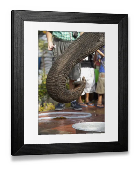 Framed Print : A curled elephant nose receives water directly from a hose Framed Print : A curled elephant nose receives water directly from a hose