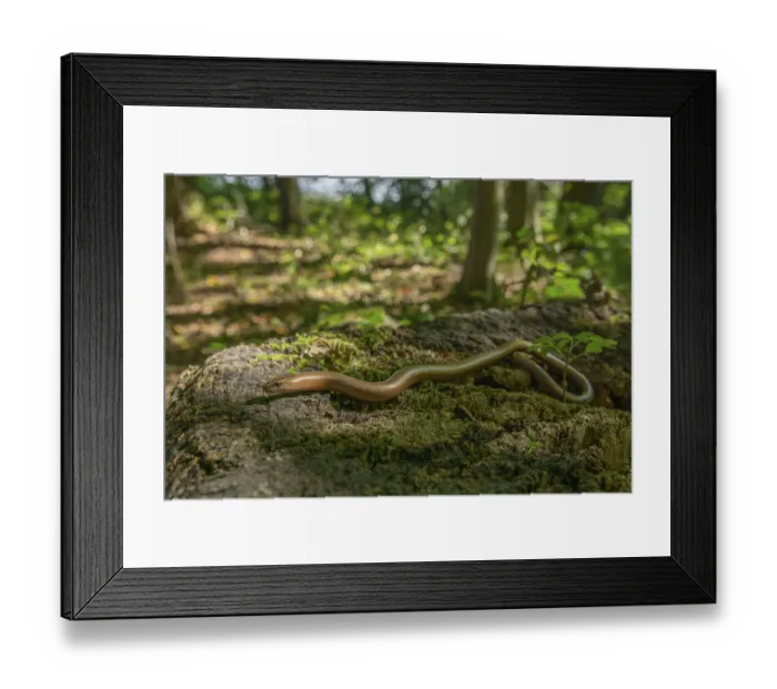 Framed Print : Slow worm (Anguis fragilis) on floor of forest Framed Print : Slow worm (Anguis fragilis) on floor of forest