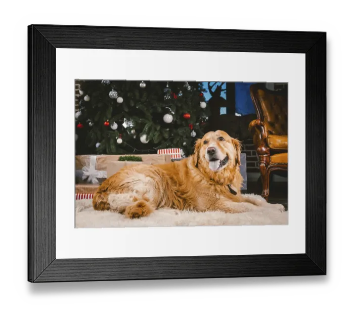 Framed Print : Golden Retriever dog in Christmas Framed Print : Golden Retriever dog in Christmas
