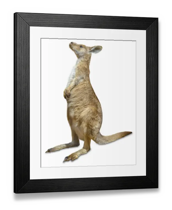 Framed Print : Red australian kangaroo, Macropus rufus Framed Print : Red australian kangaroo, Macropus rufus