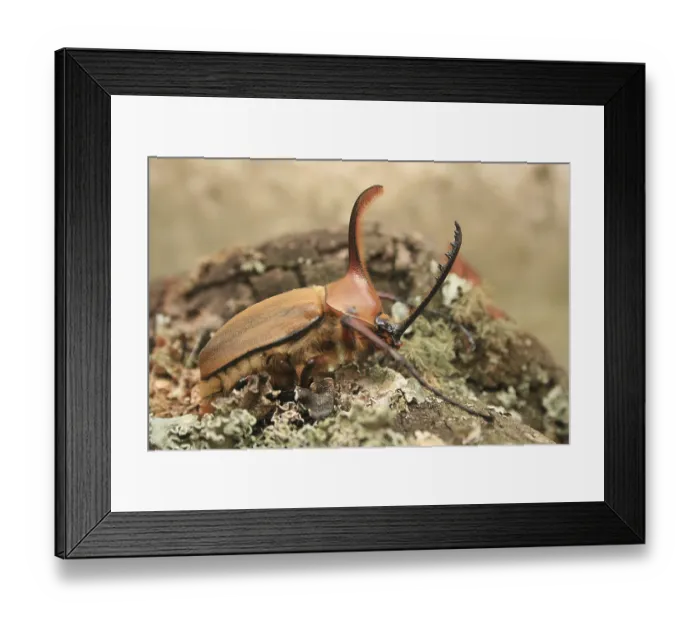 Framed Print : A male Rhinoceros Beetle on a moss covered log in Cotacachi Framed Print : A male Rhinoceros Beetle on a moss covered log in Cotacachi