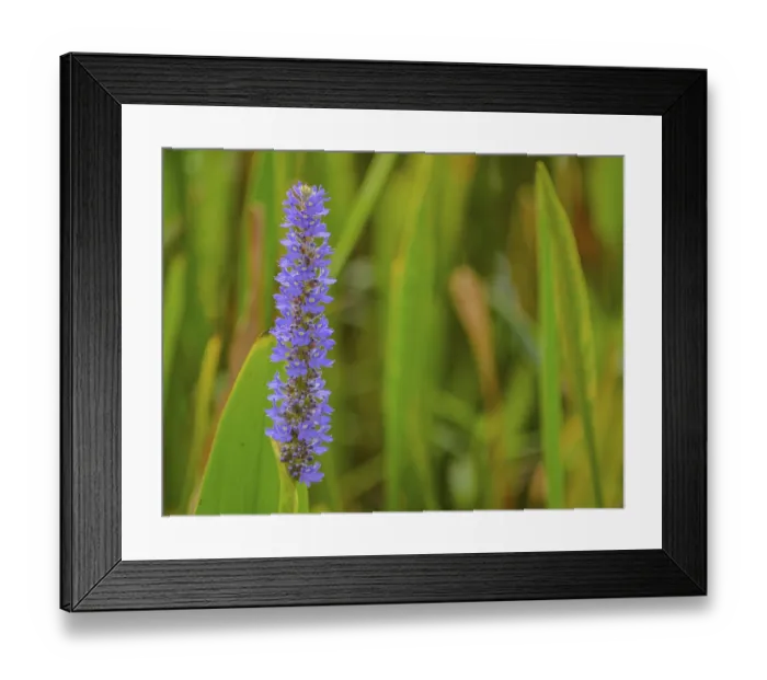 Framed Print : Pickerel weed pontederia cordata