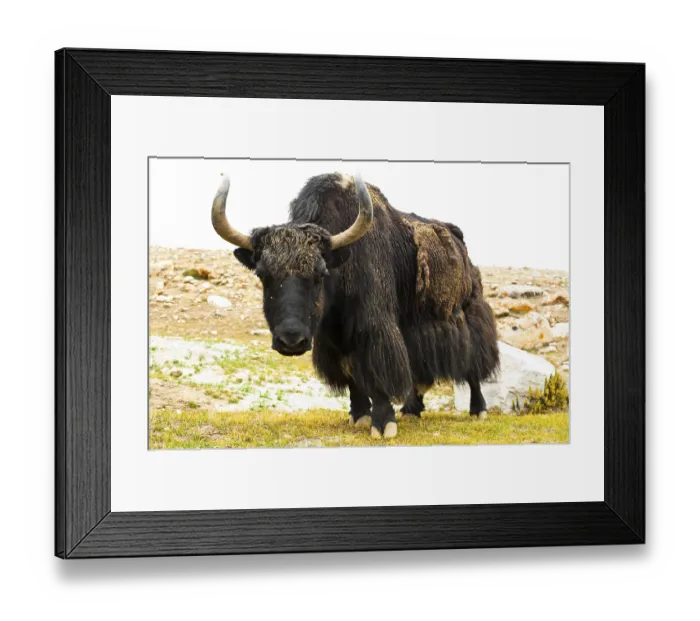 Framed Print : Close up wild yak in Himalaya mountains