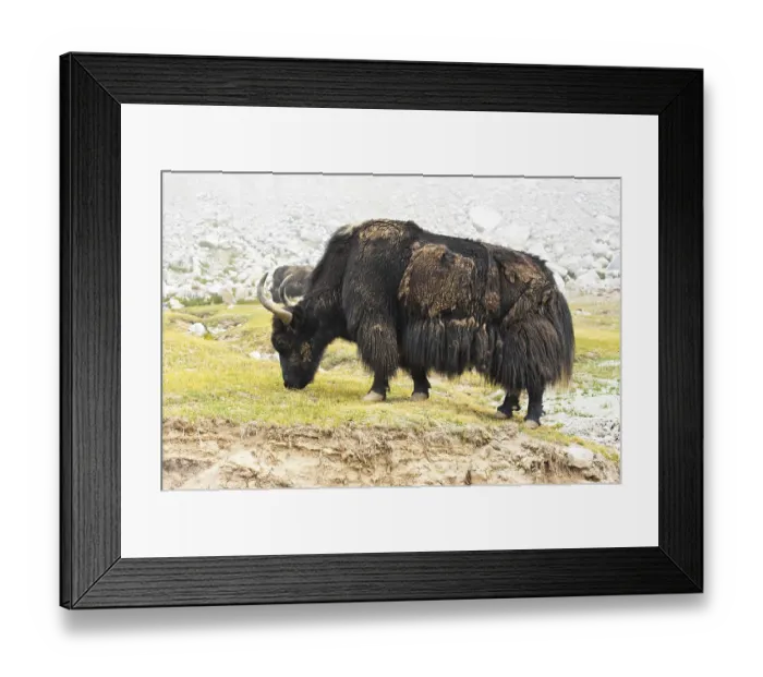 Framed Print : Close up wild yak in Himalaya mountains