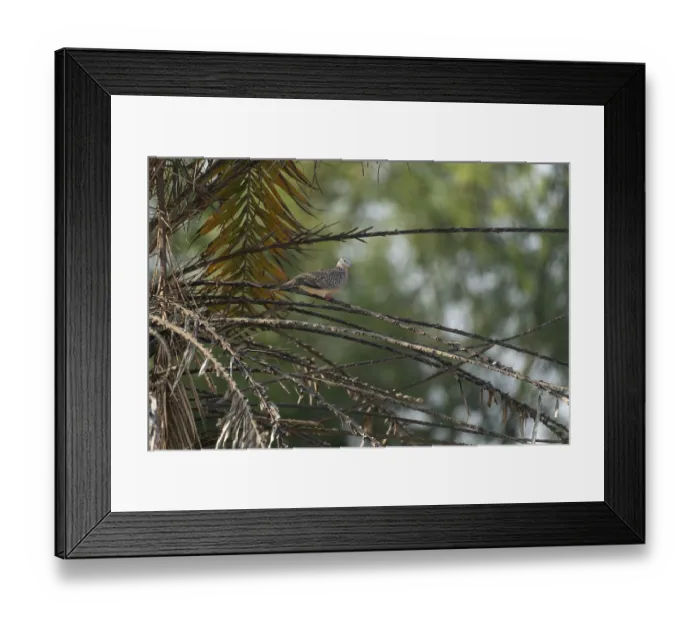 Framed Print : Bird perched on a tree branch in a tropical setting with green foliage-Netrokona Framed Print : Bird perched on a tree branch in a tropical setting with green foliage-Netrokona