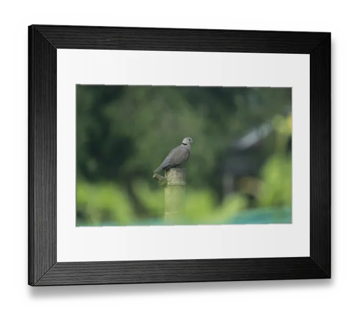 Framed Print : An Eurasian collared dove (Streptopelia decaocto)
