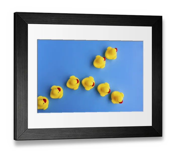 Framed Print : Top view of rubber duck going in different direction