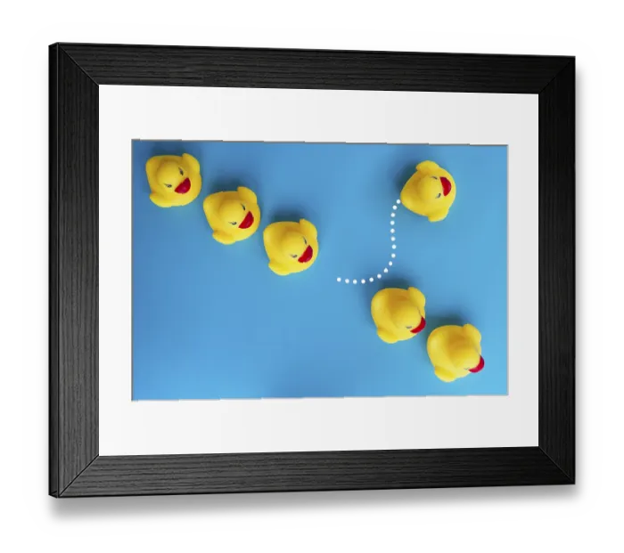 Framed Print : Top view of rubber duck one leaving the others
