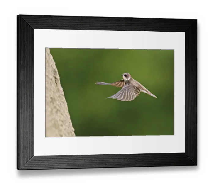 Framed Print : Sand martin (Riparia riparia), approaching the breeding tube