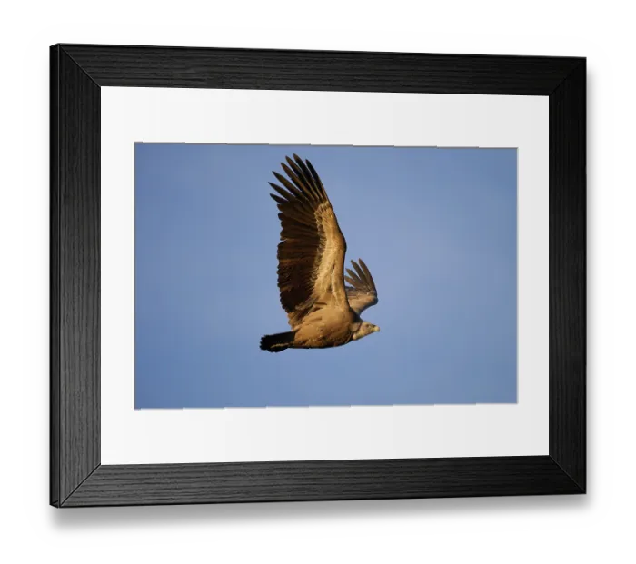 Framed Print : A griffon vulture glides effortlessly across a clear blue sky Framed Print : A griffon vulture glides effortlessly across a clear blue sky