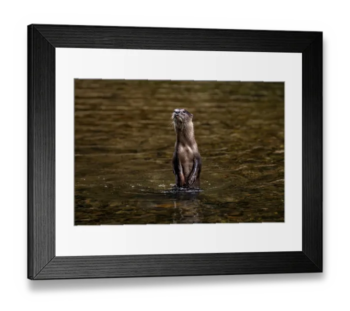 Framed Print : An nutria stands alert in the shimmering waters of Khao Sok National Park