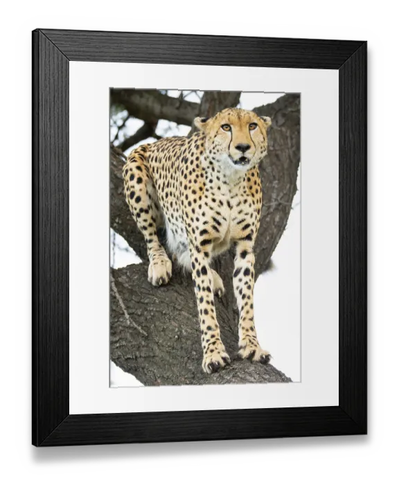 Framed Print : A majestic cheetah sits alert in a tree