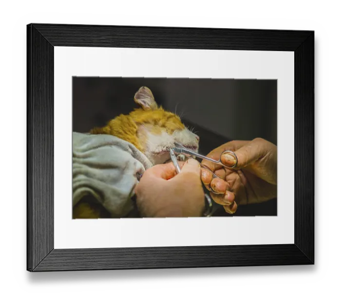 Framed Print : Cat (Felis catus), suturing a surgical wound Framed Print : Cat (Felis catus), suturing a surgical wound
