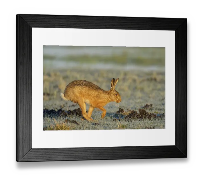 Framed Print : European hare (Lepus europaeus) with icebeard on a hoarfrost-covered meadow Framed Print : European hare (Lepus europaeus) with icebeard on a hoarfrost-covered meadow