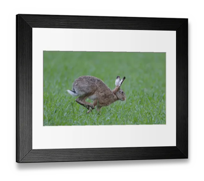 Framed Print : European hare (Lepus europaeus)