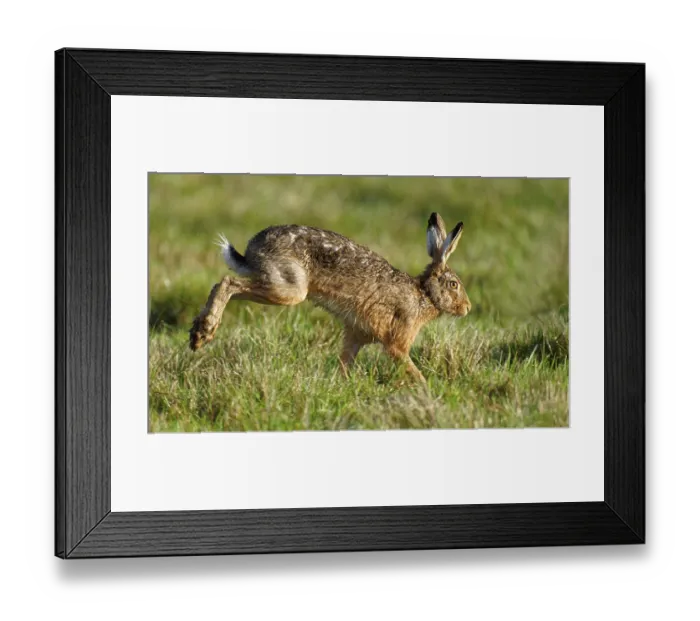 Framed Print : Running hare (Lepus europaeus) Framed Print : Running hare (Lepus europaeus)