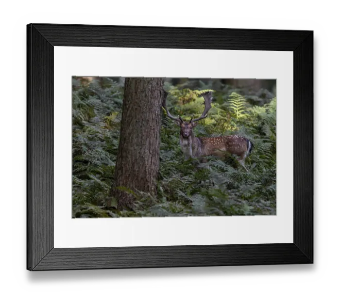 Framed Print : A fallow deer (Dama dama) leaves the rutting ground and moves through a coniferous forest
