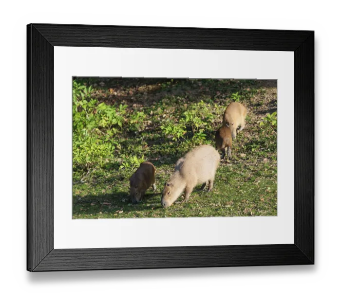 Framed Print : A family of greater capybaras (Hydrochoerus hydrochaeris) grazes on a green meadow next to a river