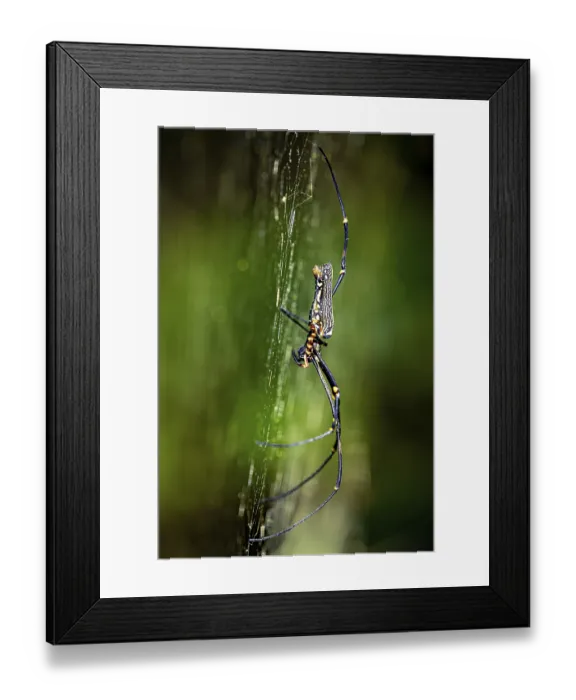 Framed Print : Macro shot of a spider on its spider web with a green Framed Print : Macro shot of a spider on its spider web with a green