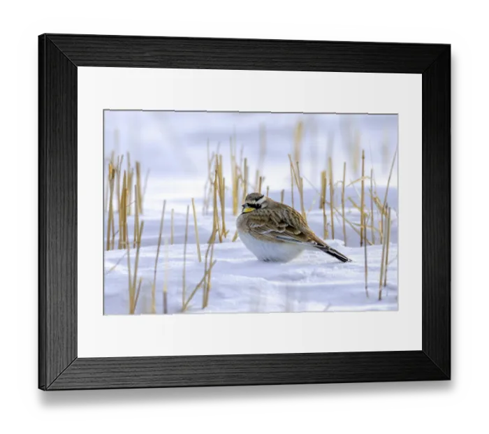 Framed Print : Saskatchewan horned lark (Eremophila alpestris enthymia) adult male foraging on snow covered ground in winter Framed Print : Saskatchewan horned lark (Eremophila alpestris enthymia) adult male foraging on snow covered ground in winter