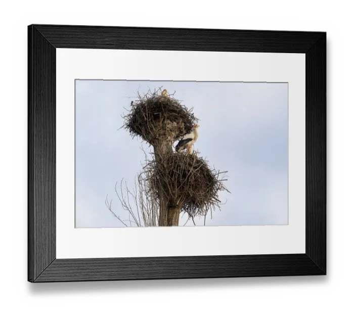 Framed Print : White storks, Rapperswil, Switzerland Framed Print : White storks, Rapperswil, Switzerland