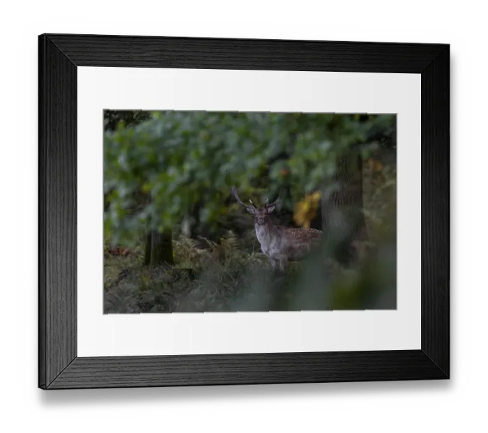 Framed Print : This photo documents a typical behaviour of the fallow deer (Dama dama) Framed Print : This photo documents a typical behaviour of the fallow deer (Dama dama)