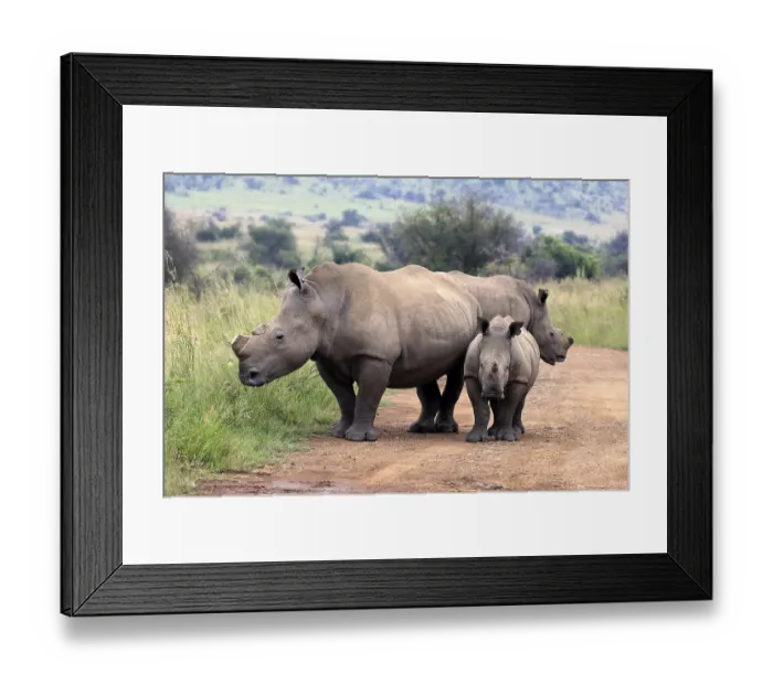 Framed Print : White rhino (Ceratotherium simum)