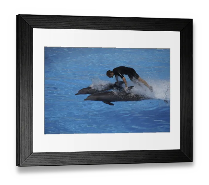 Framed Print : Bottlenose dolphin (Tursiops truncatus) Show Framed Print : Bottlenose dolphin (Tursiops truncatus) Show