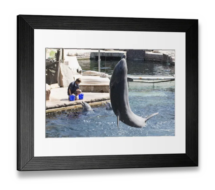 Framed Print : Bottlenose dolphin (Tursiops truncatus) Framed Print : Bottlenose dolphin (Tursiops truncatus)