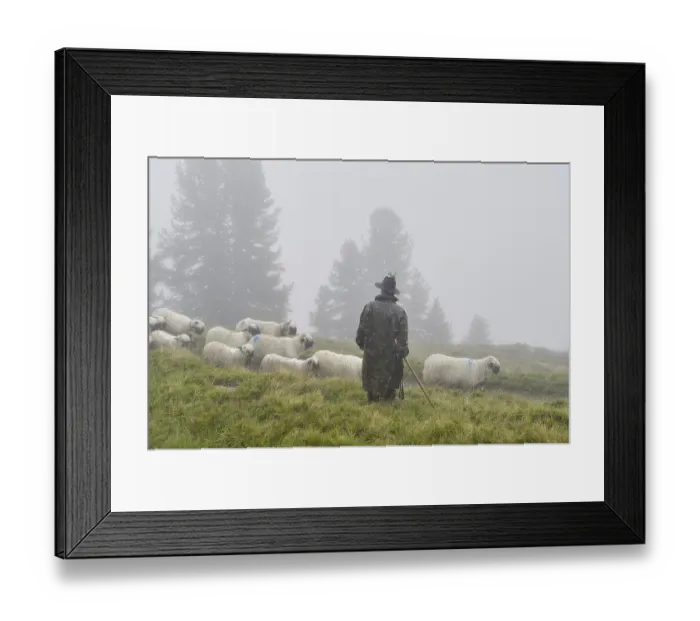 Framed Print : A shepherd with a flock of Valais black-nosed domestic sheep (Ovis orientalis aries)
