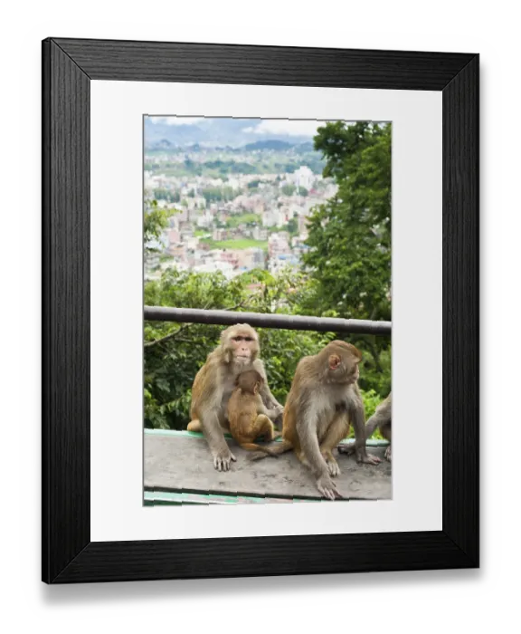 Framed Print : Monkey at Buddhist shrine Swayambhunath Stupa Framed Print : Monkey at Buddhist shrine Swayambhunath Stupa