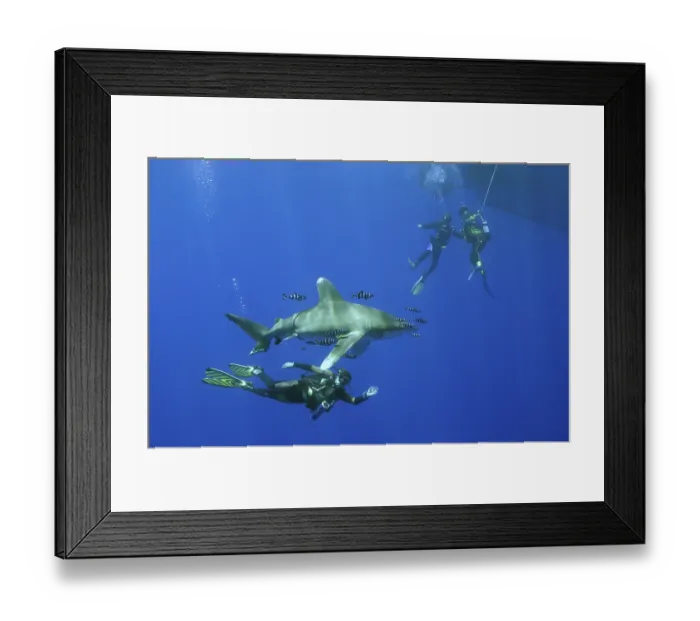 Framed Print : Three scuba divers with an Oceanic whitetip shark (Carcharhinus longimanus)