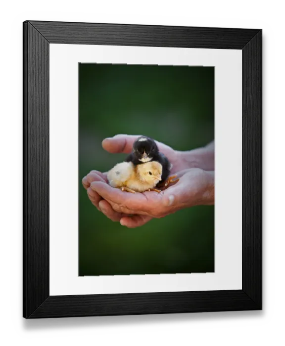 Framed Print : Hen chicks in the hands of a farmer