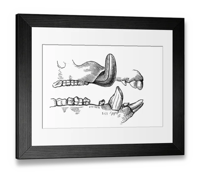 Framed Print : Woodcut, set of teeth, wild boar (Sus scrofa)