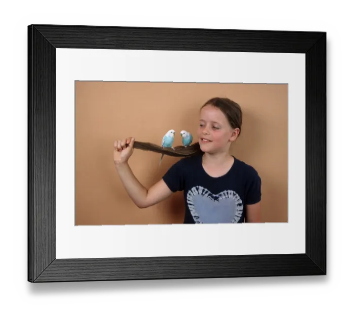 Framed Print : Child with Budgerigars Child with budgerigars (Melopsittacus undulatus)