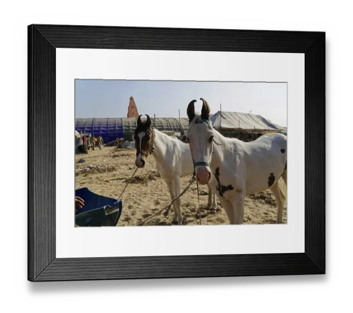 Framed Print : Two horses, one white and one spotted brown-and-white